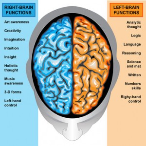 Human brain left and right functions